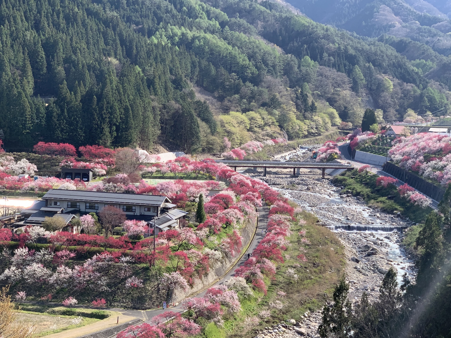 昼神温泉がある阿智村を彩る花桃と山あいの風景