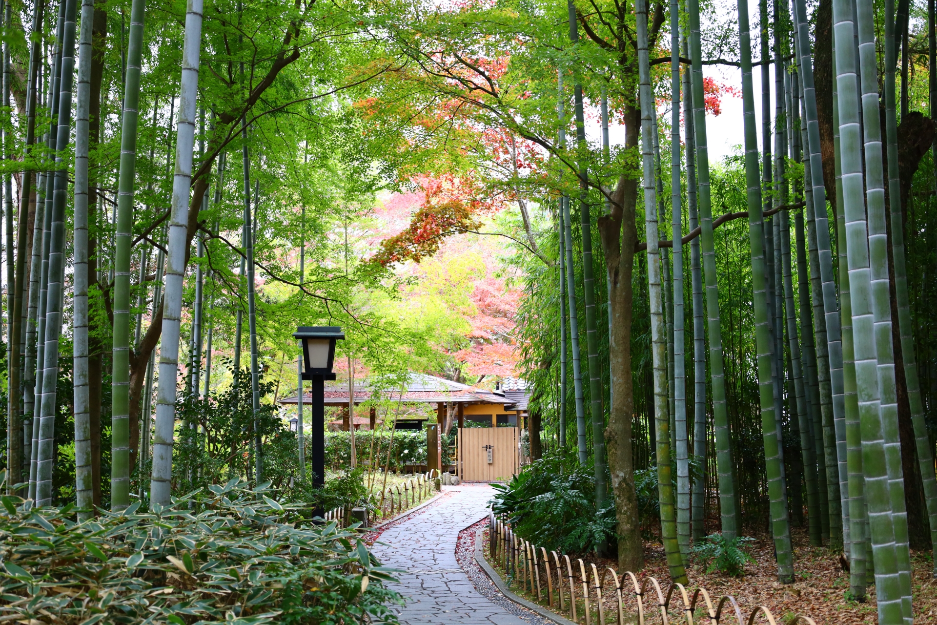 竹林と色づき始めた紅葉に囲まれた修善寺温泉の竹林の小径